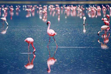 Il Parco di Molentargius